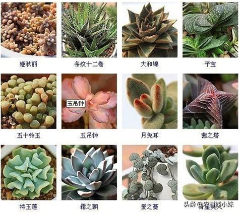 多肉名稱查詢|144種多肉植物名稱大全，常見品種